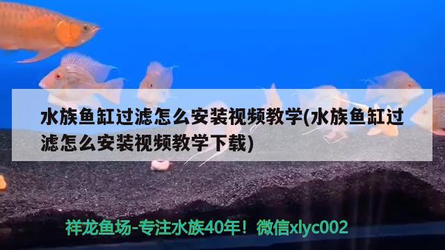 水族魚缸過(guò)濾怎么安裝視頻教學(xué)(水族魚缸過(guò)濾怎么安裝視頻教學(xué)下載) 財(cái)神鸚鵡魚