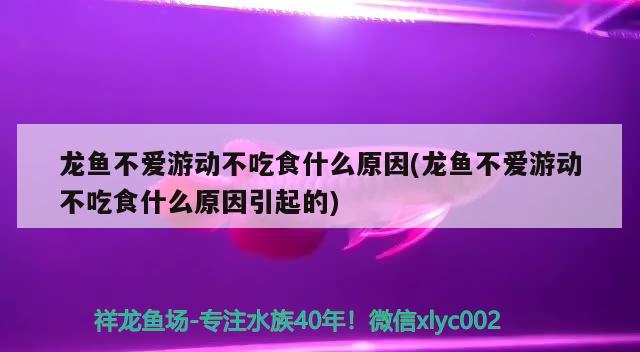 龍魚不愛游動不吃食什么原因(龍魚不愛游動不吃食什么原因引起的) 黑影道人魚