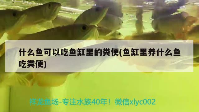 什么魚可以吃魚缸里的糞便(魚缸里養(yǎng)什么魚吃糞便) 二氧化碳設備