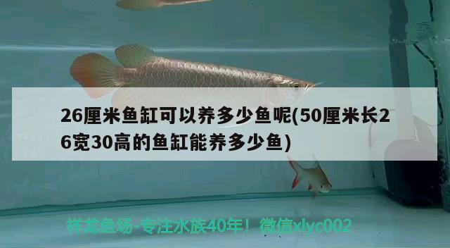 26厘米魚缸可以養(yǎng)多少魚呢(50厘米長26寬30高的魚缸能養(yǎng)多少魚)