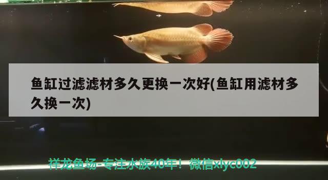 魚缸過濾濾材多久更換一次好(魚缸用濾材多久換一次) 黃金眼鏡蛇雷龍魚 第2張