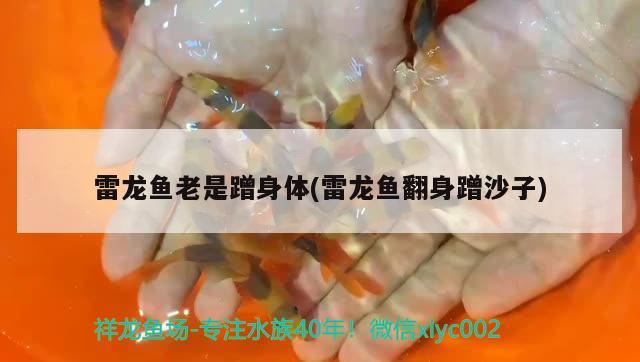 雷龍魚老是蹭身體(雷龍魚翻身蹭沙子) 超血紅龍魚 第4張