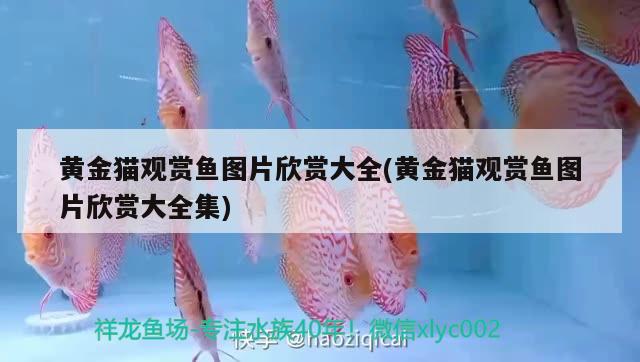 黃金貓觀賞魚圖片欣賞大全(黃金貓觀賞魚圖片欣賞大全集) 黃金貓魚