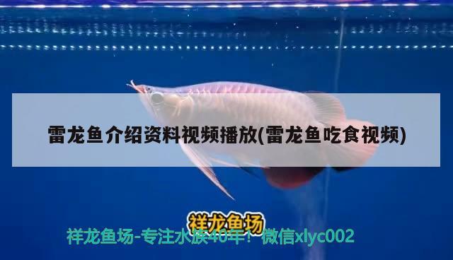 雷龍魚介紹資料視頻播放(雷龍魚吃食視頻) 水溫計(jì)