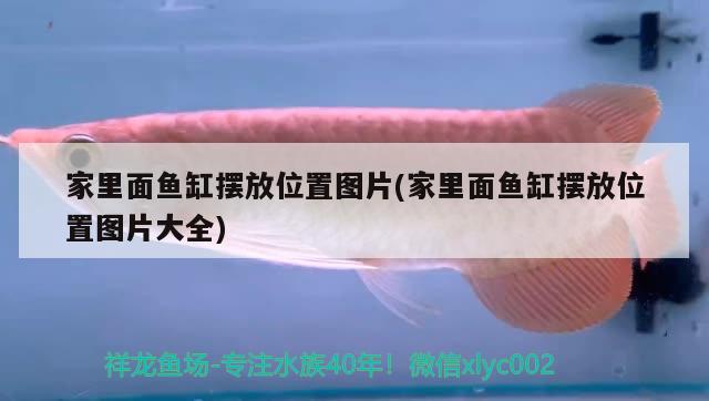 家里面魚缸擺放位置圖片(家里面魚缸擺放位置圖片大全)