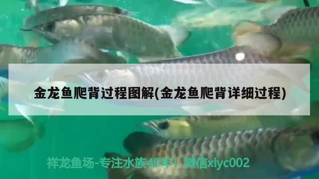 金龍魚爬背過程圖解(金龍魚爬背詳細(xì)過程) 黑桃A魚苗