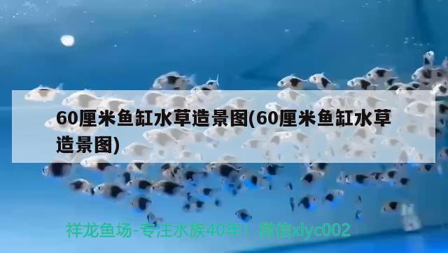 60厘米魚缸水草造景圖(60厘米魚缸水草造景圖)