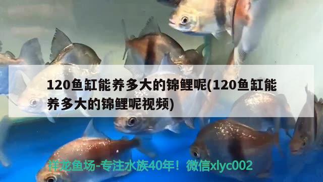 120魚缸能養(yǎng)多大的錦鯉呢(120魚缸能養(yǎng)多大的錦鯉呢視頻) ?；?異型虎魚/純色虎魚