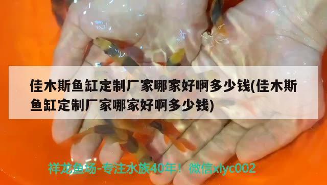 佳木斯魚缸定制廠家哪家好啊多少錢(佳木斯魚缸定制廠家哪家好啊多少錢) 黃金斑馬魚