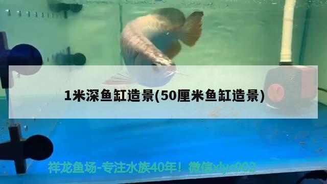 1米深魚缸造景(50厘米魚缸造景) 七彩神仙魚