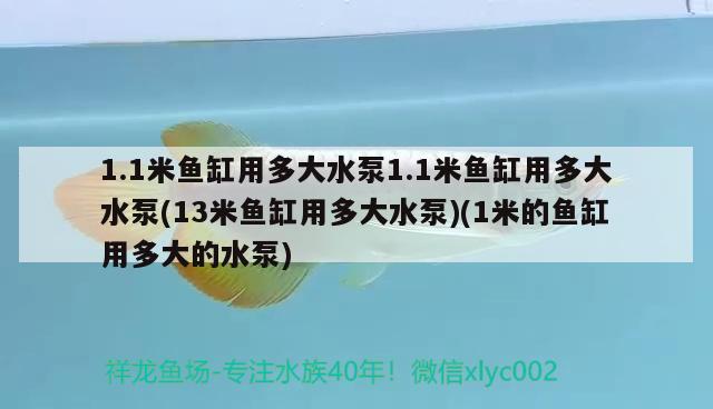 1.1米魚缸用多大水泵1.1米魚缸用多大水泵(13米魚缸用多大水泵)(1米的魚缸用多大的水泵) 球鯊魚