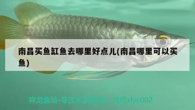 南昌買魚缸魚去哪里好點兒(南昌哪里可以買魚) 鴨嘴鯊魚