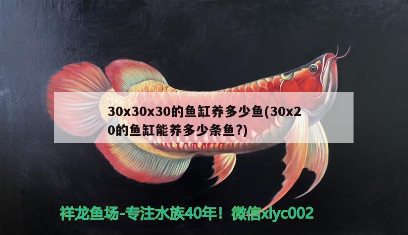 30x30x30的魚缸養(yǎng)多少魚(30x20的魚缸能養(yǎng)多少條魚?)