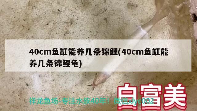 40cm魚缸能養(yǎng)幾條錦鯉(40cm魚缸能養(yǎng)幾條錦鯉龜)