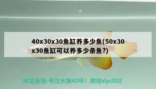 40x30x30魚缸養(yǎng)多少魚(50x30x30魚缸可以養(yǎng)多少條魚?) 黃金河虎魚