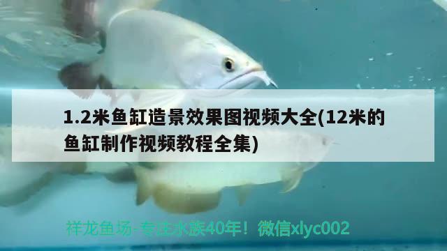 1.2米魚(yú)缸造景效果圖視頻大全(12米的魚(yú)缸制作視頻教程全集) 定時(shí)器/自控系統(tǒng)