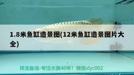 1.8米魚(yú)缸造景圖(12米魚(yú)缸造景圖片大全) 福滿(mǎn)鉆魚(yú)