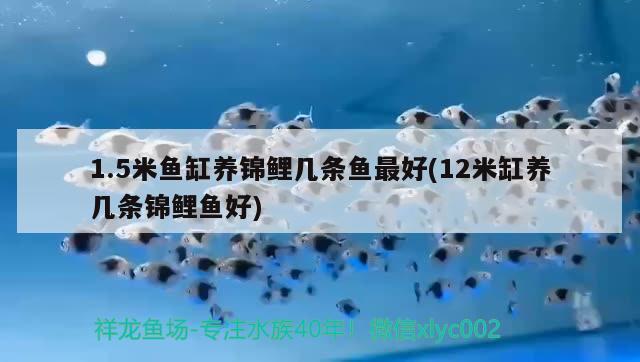 1.5米魚缸養(yǎng)錦鯉幾條魚最好(12米缸養(yǎng)幾條錦鯉魚好)