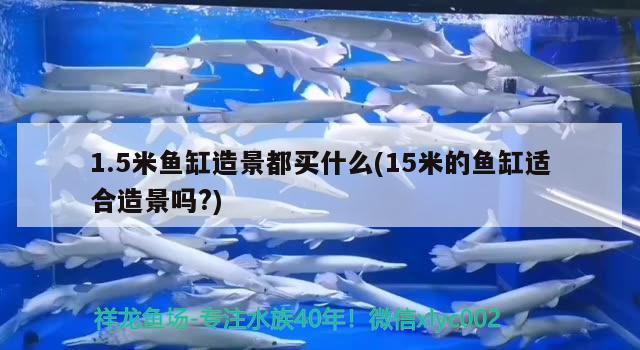 1.5米魚(yú)缸造景都買(mǎi)什么(15米的魚(yú)缸適合造景嗎?)