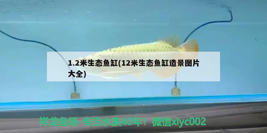 1.2米生態(tài)魚缸(12米生態(tài)魚缸造景圖片大全)