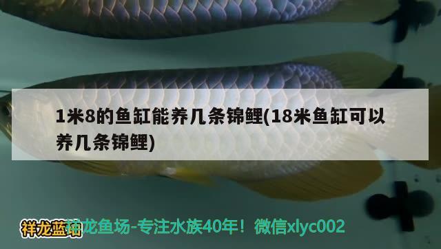 1米8的魚缸能養(yǎng)幾條錦鯉(18米魚缸可以養(yǎng)幾條錦鯉) 熱帶魚魚苗批發(fā)