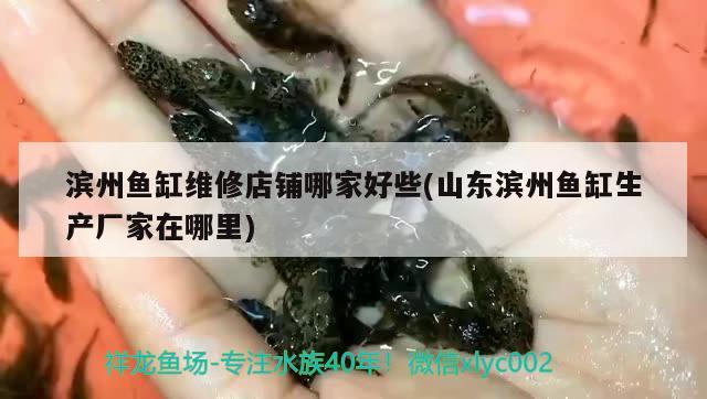 濱州魚缸維修店鋪哪家好些(山東濱州魚缸生產(chǎn)廠家在哪里) 粗線銀版魚苗