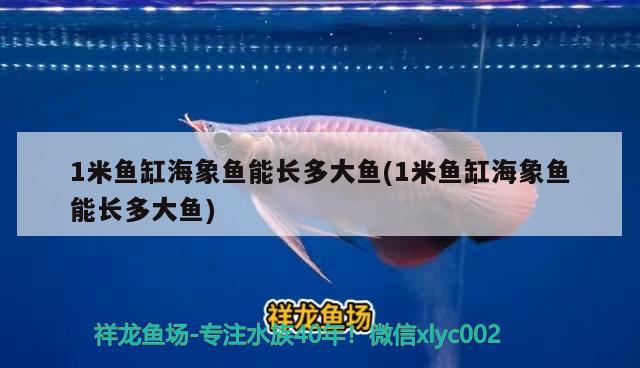 1米魚缸海象魚能長多大魚(1米魚缸海象魚能長多大魚)