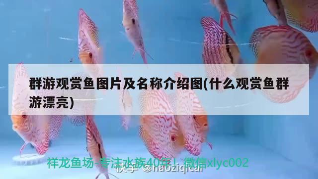 群游觀賞魚圖片及名稱介紹圖(什么觀賞魚群游漂亮) 廣州水族批發(fā)市場