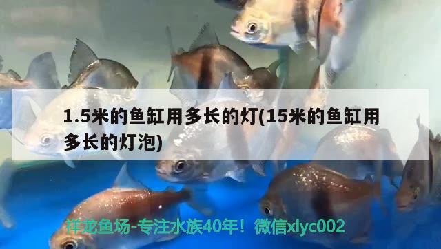 1.5米的魚缸用多長的燈(15米的魚缸用多長的燈泡) 白寫錦鯉魚