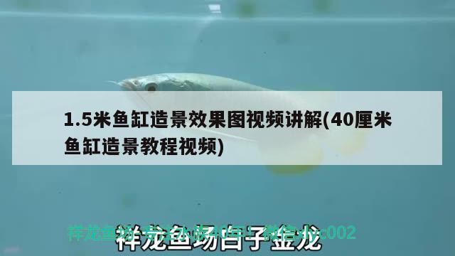 1.5米魚缸造景效果圖視頻講解(40厘米魚缸造景教程視頻)