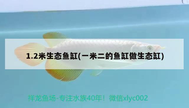 1.2米生態(tài)魚缸(一米二的魚缸做生態(tài)缸)