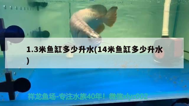 1.3米魚缸多少升水(14米魚缸多少升水) 白子黑帝王魟魚