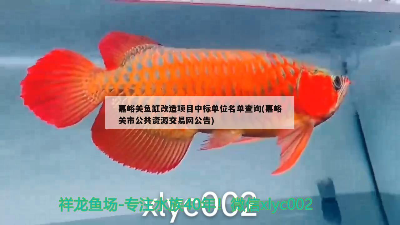 嘉峪關(guān)魚缸改造項(xiàng)目中標(biāo)單位名單查詢(嘉峪關(guān)市公共資源交易網(wǎng)公告)