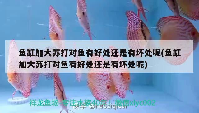 魚缸加大蘇打?qū)︳~有好處還是有壞處呢(魚缸加大蘇打?qū)︳~有好處還是有壞處呢) 黑白雙星