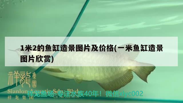 1米2的魚缸造景圖片及價(jià)格(一米魚缸造景圖片欣賞) 狗頭魚