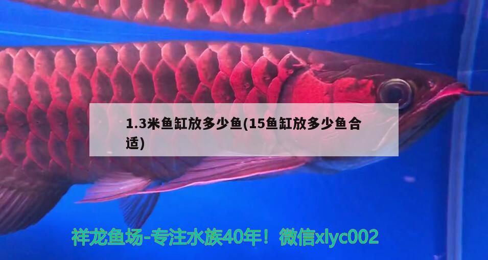 1.3米魚缸放多少魚(15魚缸放多少魚合適) 細(xì)線銀版魚