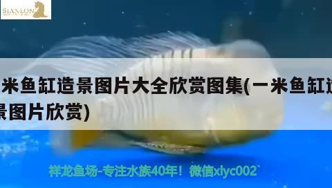 1米魚缸造景圖片大全欣賞圖集(一米魚缸造景圖片欣賞)