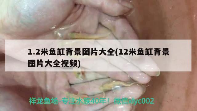 1.2米魚缸背景圖片大全(12米魚缸背景圖片大全視頻)