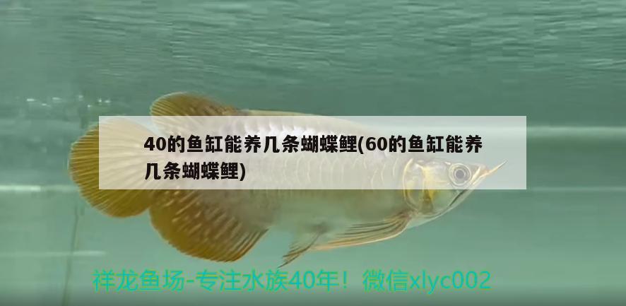 40的魚缸能養(yǎng)幾條蝴蝶鯉(60的魚缸能養(yǎng)幾條蝴蝶鯉)