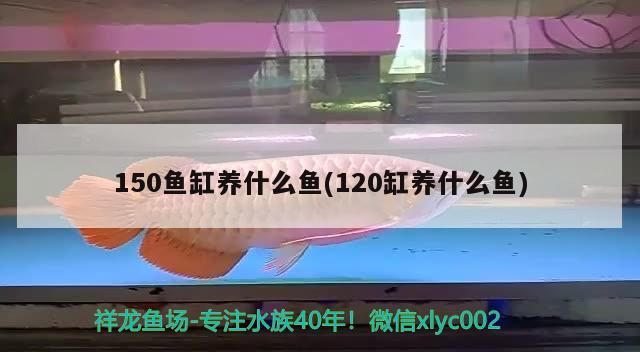 150魚缸養(yǎng)什么魚(120缸養(yǎng)什么魚) 招財戰(zhàn)船魚