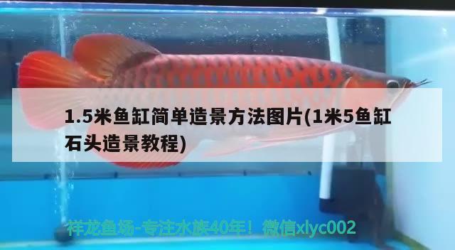 1.5米魚缸簡單造景方法圖片(1米5魚缸石頭造景教程) 黑影道人魚