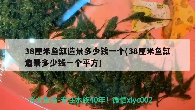 38厘米魚缸造景多少錢一個(38厘米魚缸造景多少錢一個平方) 申古銀版魚