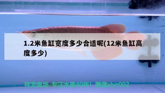 1.2米魚缸寬度多少合適呢(12米魚缸高度多少) 祥龍水族濾材/器材