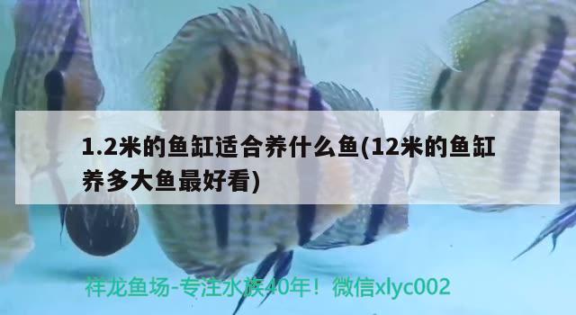 1.2米的魚缸適合養(yǎng)什么魚(12米的魚缸養(yǎng)多大魚最好看) 元寶鳳凰魚