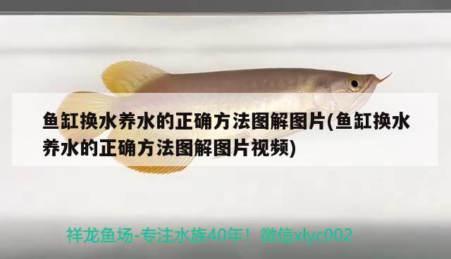 魚缸換水養(yǎng)水的正確方法圖解圖片(魚缸換水養(yǎng)水的正確方法圖解圖片視頻)