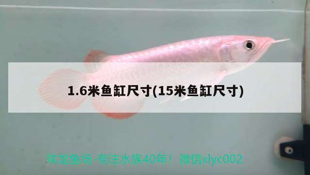 1.6米魚缸尺寸(15米魚缸尺寸) 埃及神仙魚