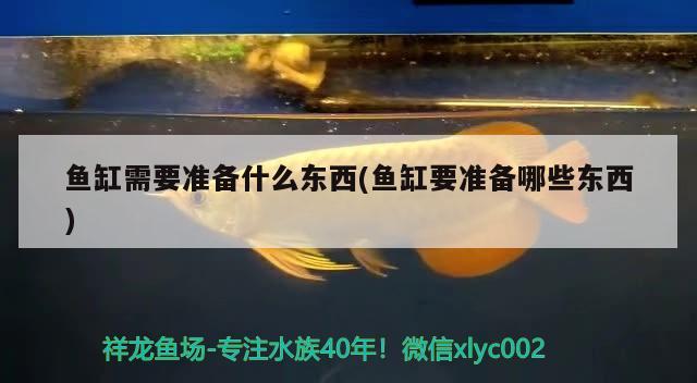 魚缸需要準備什么東西(魚缸要準備哪些東西)