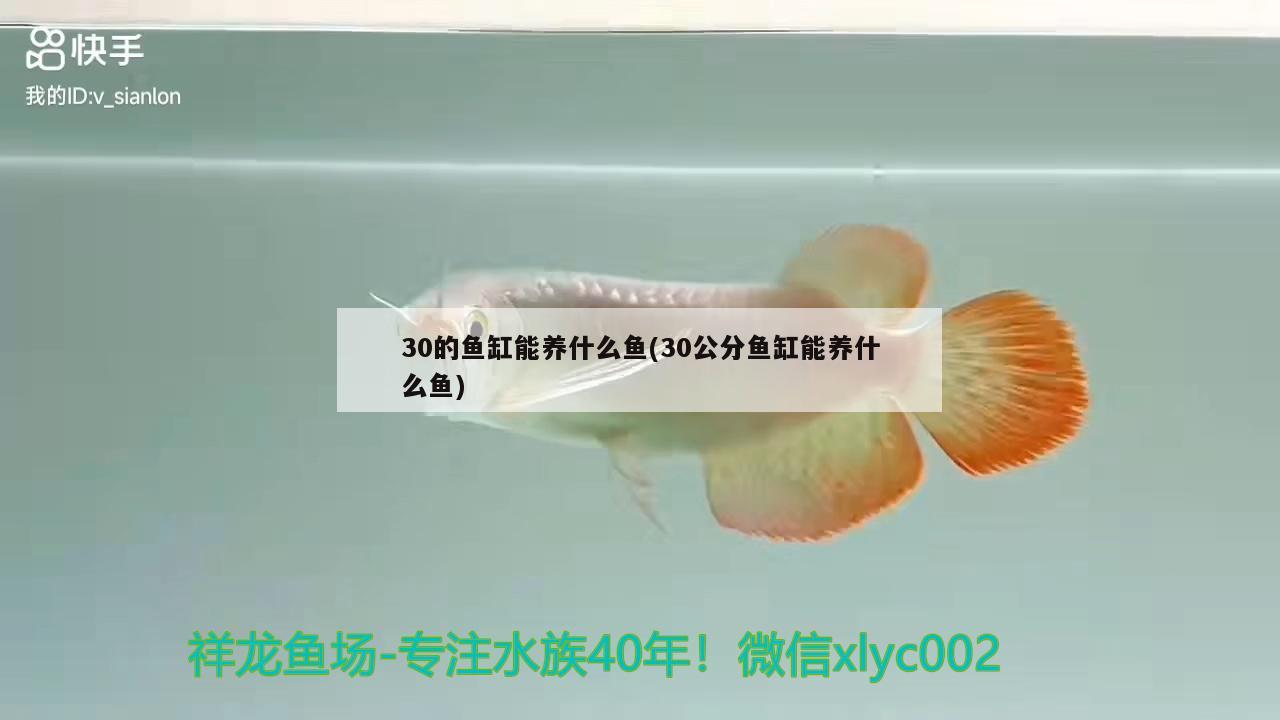 30的魚缸能養(yǎng)什么魚(30公分魚缸能養(yǎng)什么魚)