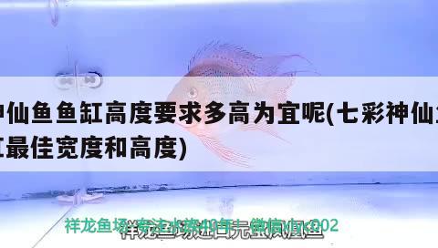 神仙魚(yú)魚(yú)缸高度要求多高為宜呢(七彩神仙魚(yú)缸最佳寬度和高度) 七彩神仙魚(yú)