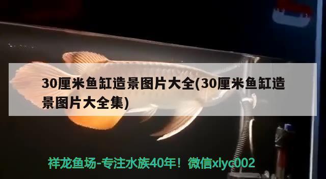 30厘米魚缸造景圖片大全(30厘米魚缸造景圖片大全集) 白子金龍魚